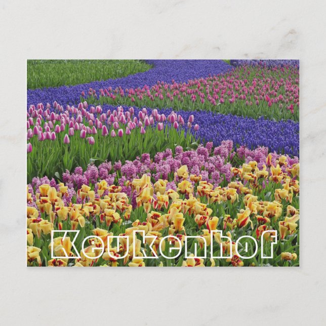 Blommor i Keukenhof, tulpanströmmar Vykort (Framsida)