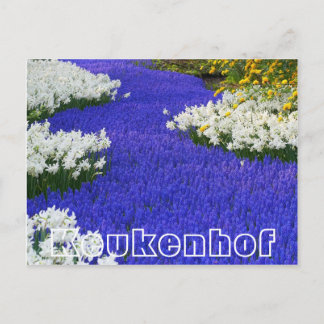Blommor i Keukenhof, vita och lila Vykort