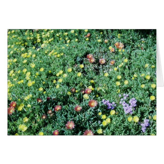 blommor i Mexiko OBS Kort (Framsidan Horizontal)