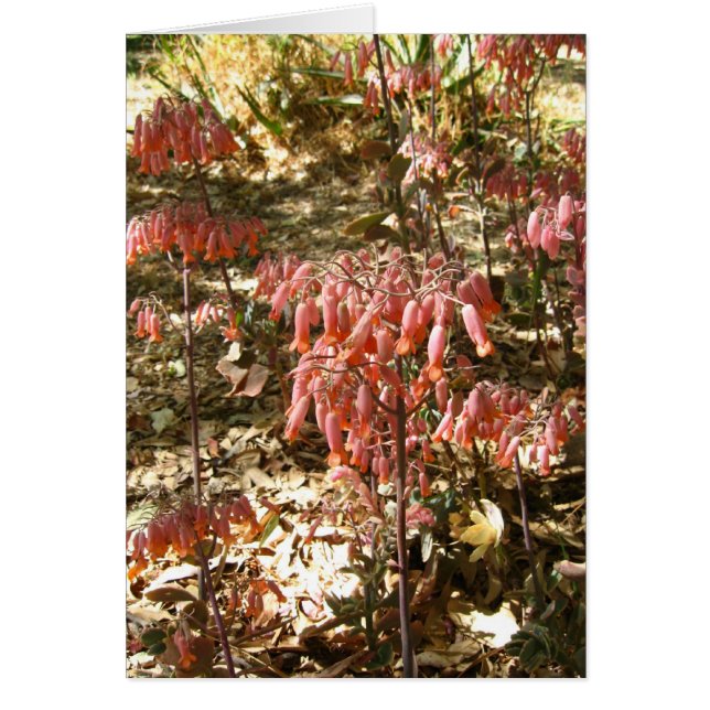 Blommor i Parque Tangamanga Hälsningskort (Framsidan)