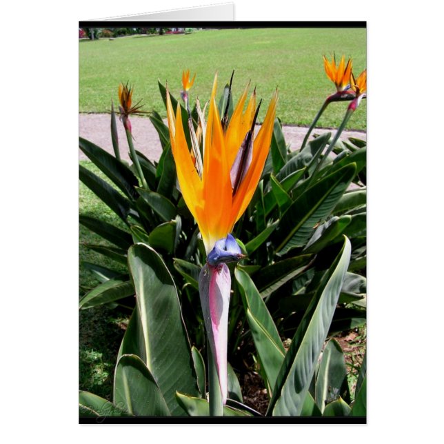 Blommor i Portugal-kortet Hälsningskort (Framsidan)