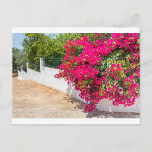 Blommor i Röda bougainville blåser på vita väggar. Vykort