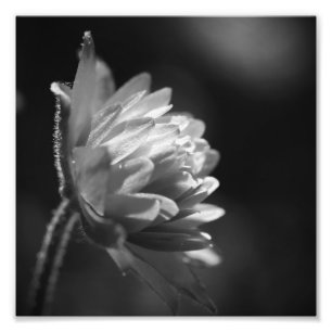 Blommor i solljus, svart och vitt 8 x 8 fototryck