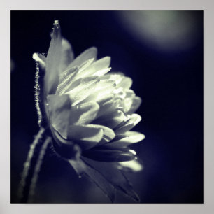 Blommor i solljus, svart och vitt poster