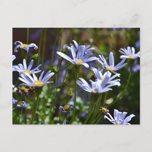 Blommor i solsken vykort (Framsida)