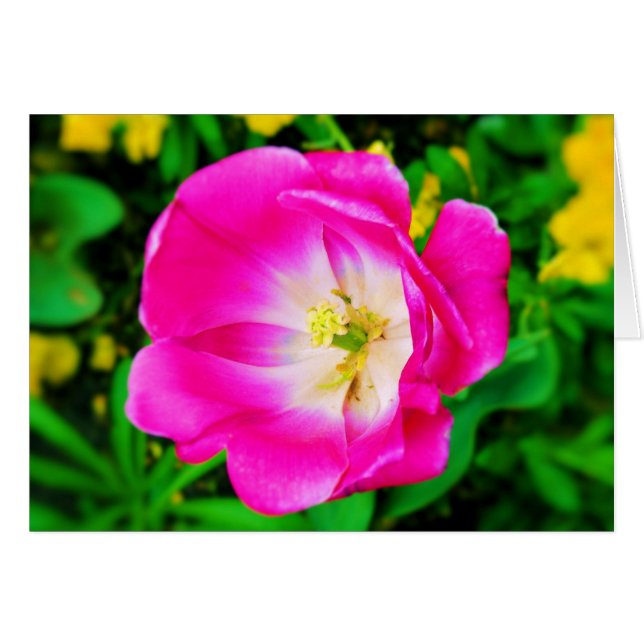 Blommor i St. James Park, London - Tomt kort (Framsidan Horizontal)