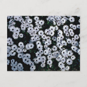 Blommor i Svartålade vita Daisy Vykort