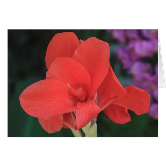 Blommor i trädgårdarna på D. Carlos I Hälsningskort (Framsidan Horizontal)