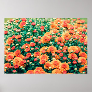 blommor i trädgårdshöst, bakgrund, poster