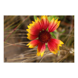 Blommor i Vinden Fototryck