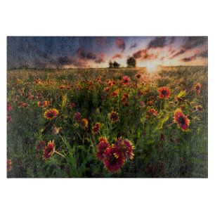 Blommor   Indian Blanket WildblomTexas
