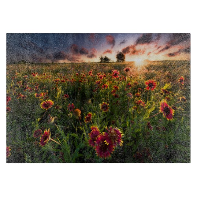 Blommor | Indian Blanket WildblomTexas (Framsidan)