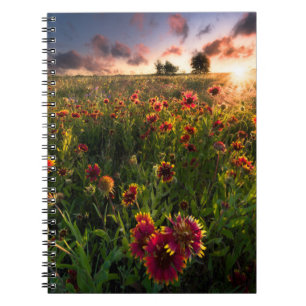 Blommor   Indian Blanket WildblomTexas Anteckningsbok