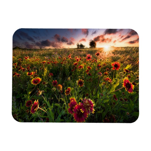 Blommor | Indian Blanket WildblomTexas Magnet (Horisontell)