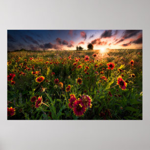 Blommor   Indian Blanket WildblomTexas Poster