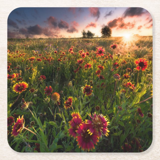 Blommor | Indian Blanket WildblomTexas Underlägg Papper Kvadrat (Framsidan)