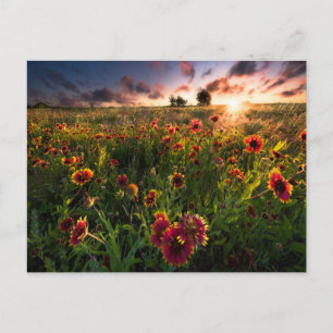 Blommor   Indian Blanket WildblomTexas Vykort