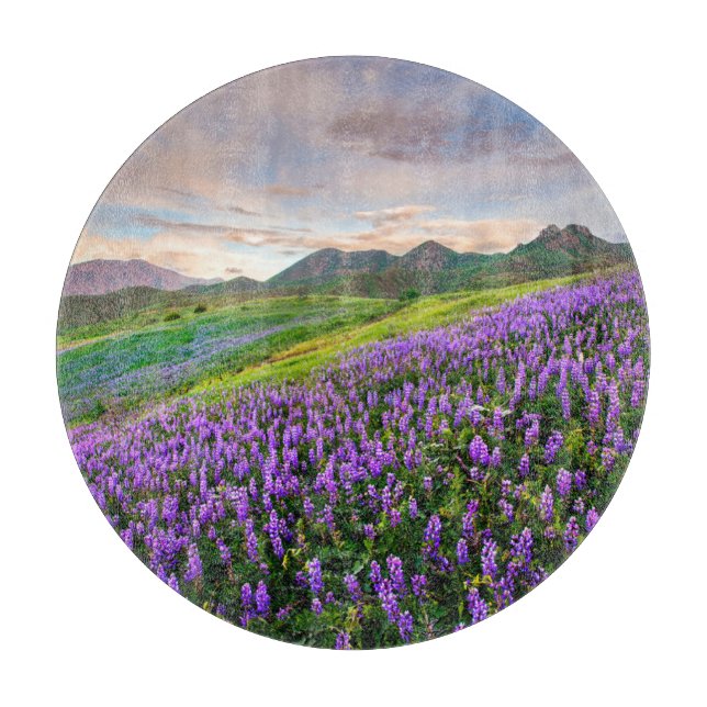 Blommor | Kalifornien Wildblommor (Framsidan)