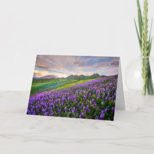 Blommor Kalifornien Wildblommor Kort