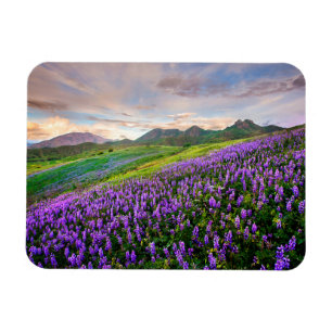 Blommor Kalifornien Wildblommor Magnet