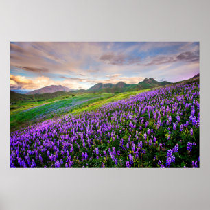 Blommor Kalifornien Wildblommor Poster