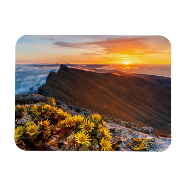 Blommor | Kanarieöarna, Spanien Magnet (Horisontell)