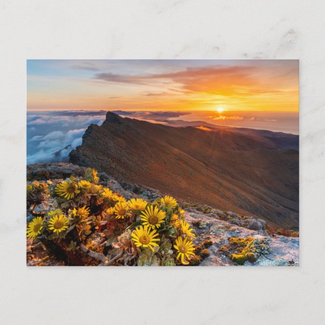 Blommor | Kanarieöarna, Spanien Vykort (Framsida)