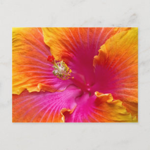 Blommor - kinesiska Hibiscus - uppskattning Vykort