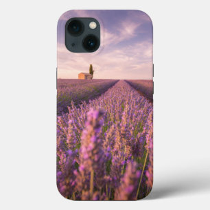 Blommor Lavender Southern Frankrike