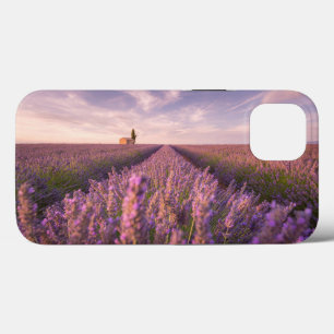 Blommor Lavender Southern Frankrike