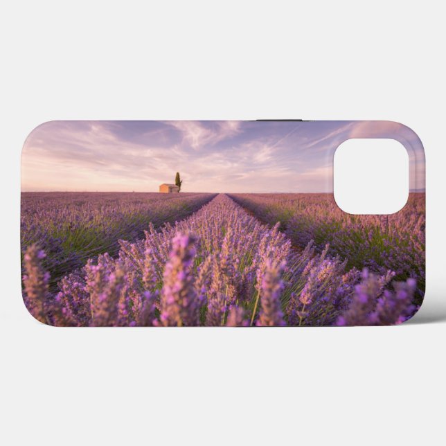 Blommor | Lavender Southern Frankrike (Baksida (horisontell))