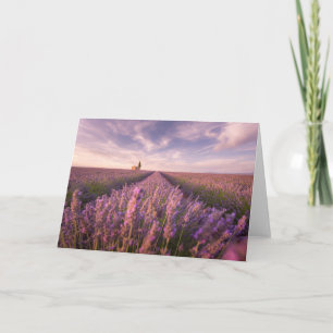 Blommor   Lavender Southern Frankrike Kort