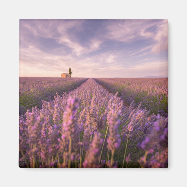 Blommor | Lavender Southern Frankrike Magnet (Framsidan)