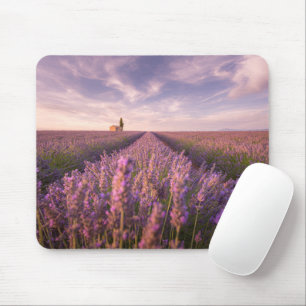 Blommor Lavender Southern Frankrike Musmatta
