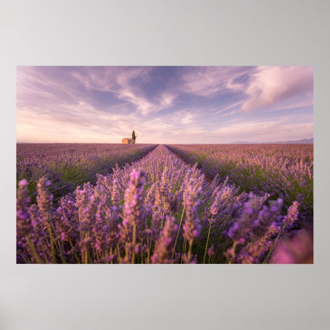 Blommor | Lavender Southern Frankrike Poster (Framsidan)