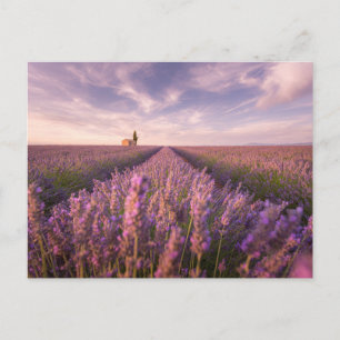 Blommor Lavender Southern Frankrike Vykort