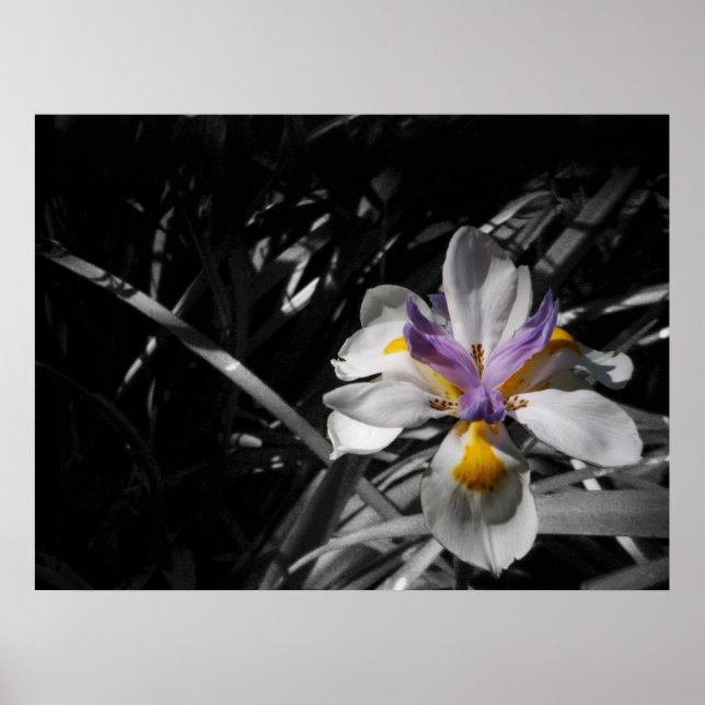 Blommor - Lila Gult Vit Poster (Framsidan)