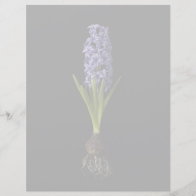 Blommor | Lila Hyacint Bulb (Framsida)