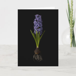 Blommor   Lila Hyacint Bulb Kort