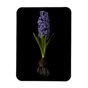 Blommor Lila Hyacint Bulb Magnet