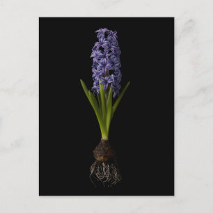 Blommor   Lila Hyacint Bulb Vykort