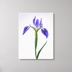Blommor Lila Iris Flower Canvastryck