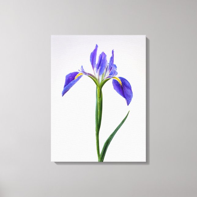Blommor | Lila Iris Flower Canvastryck (Framsida)