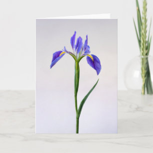 Blommor Lila Iris Flower Kort