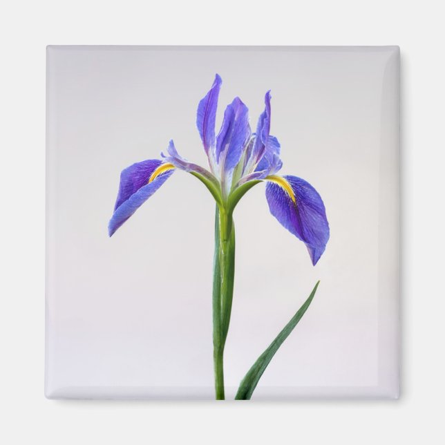 Blommor | Lila Iris Flower Magnet (Framsidan)