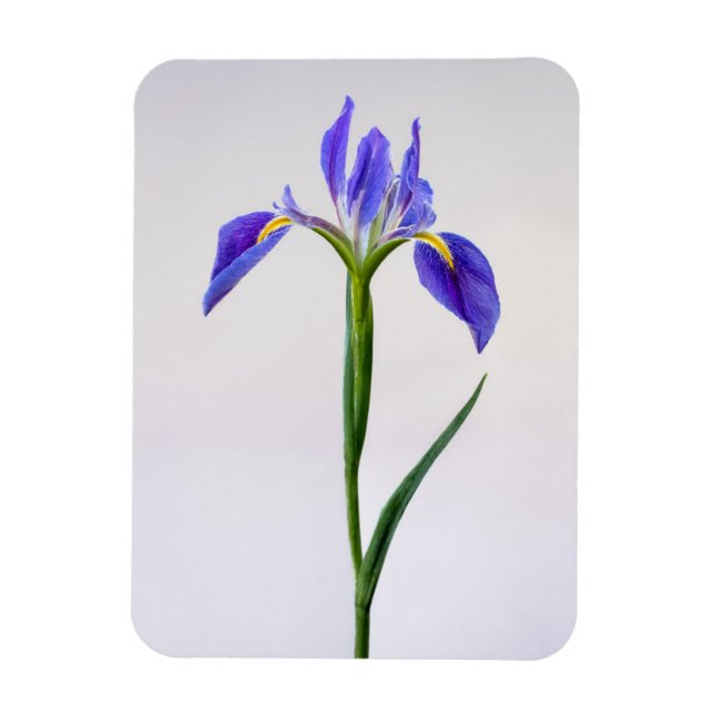 Blommor | Lila Iris Flower Magnet (Vertikal)