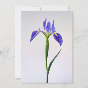 Blommor Lila Iris Flower Tack Kort
