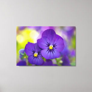 Blommor   Lila Pansies Canvastryck
