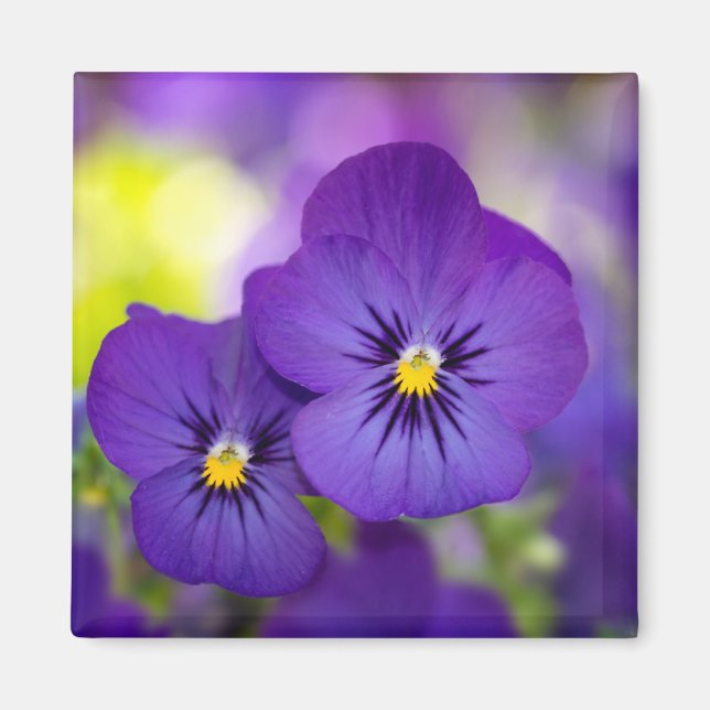 Blommor | Lila Pansies Magnet (Framsidan)