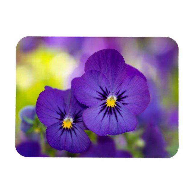 Blommor | Lila Pansies Magnet (Horisontell)